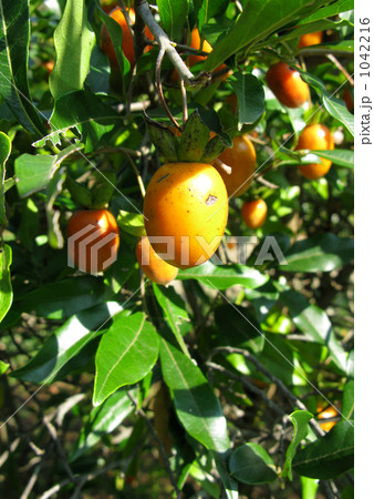 シセントキワガキの実 シセントキワガキの実 1042216