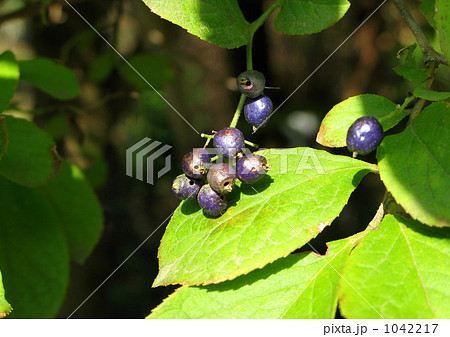 サワフタギの実 サワフタギの実 1042217