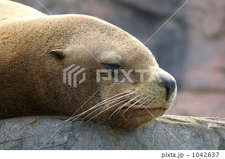 寝るトド 寝るトド 1042637