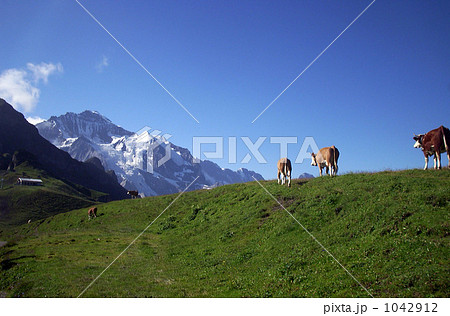 ユングフラウと牛たち ユングフラウと牛たち 1042912