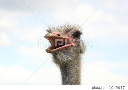 ダチョウ ダチョウ 1043057