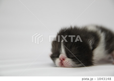 生後一週間の子猫！ 1043148