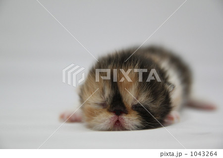 生後一週間目の子猫♪ 生後一週間目の子猫♪ 1043264