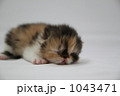 生後一週間の赤ちゃん猫！ 1043471