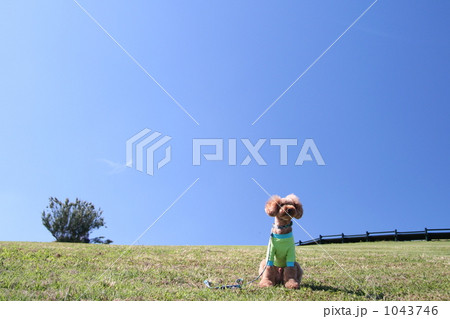 トイプーと青空 トイプーと青空 1043746