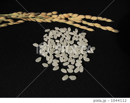 米と稲 1044112