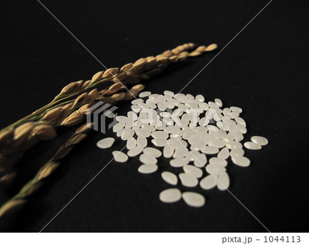 米と稲 米と稲 1044113