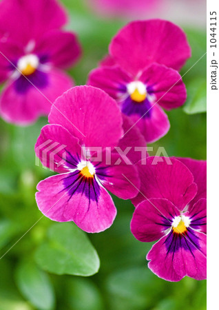 パンジーの花 1044115