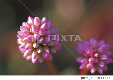 ヒメツルソバの花 1044117