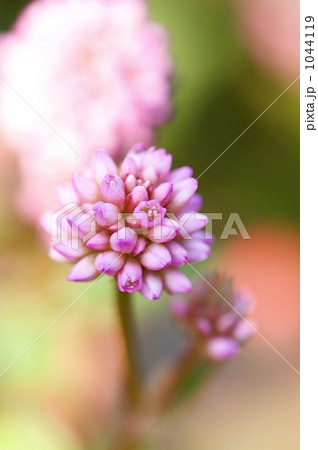 ヒメツルソバの花 1044119