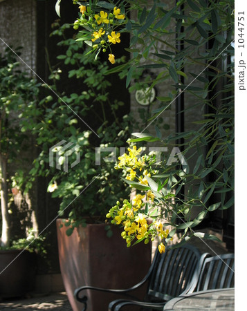 庭の一景 庭の一景 1044751