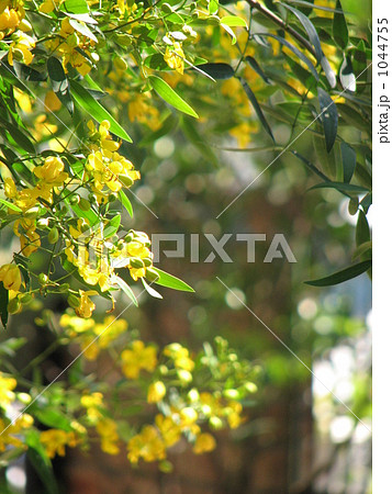 アンデスの乙女 アンデスの乙女 1044755