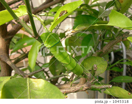 あおむし 1045318