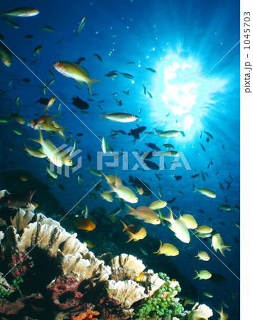 フィリピン　カビラオ島 1045703