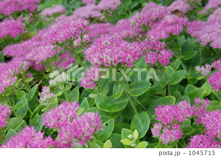 植物・ベンケイソウ ベンケイソウ科 植物・ベンケイソウ ベンケイソウ科 1045715