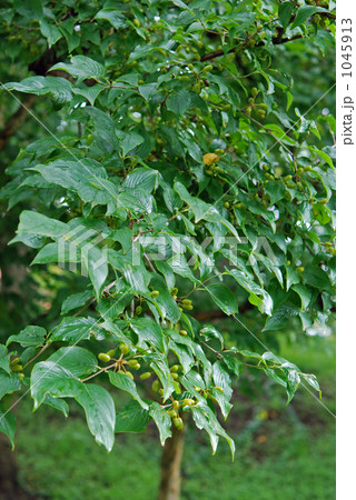 樹木・サンシュユ　ミズキ科 1045913