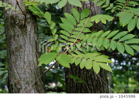 樹木・サワグルミ クルミ科 樹木・サワグルミ クルミ科 1045996