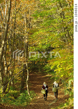 キノコ狩り 1046014