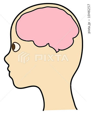 頭脳・脳みそ 1046257