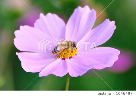 コスモス 1046497