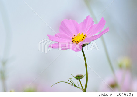 コスモス 1046508