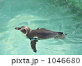 ペンギン 1046680