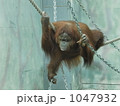 オランウータン 1047932