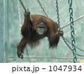 オランウータン 1047934