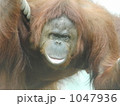 オランウータン 1047936