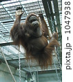 オランウータン 1047938
