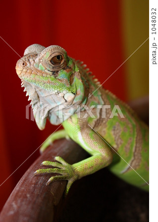 インディ君031109 インディ君031109 1048032