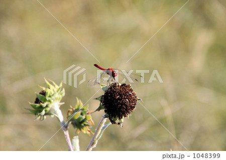 とんぼ 1048399