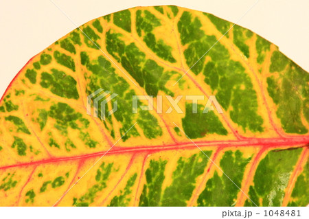 クロトン クロトン 1048481