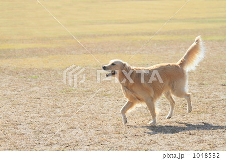 走る犬 走る犬 1048532