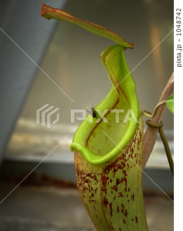 食虫植物 1048742