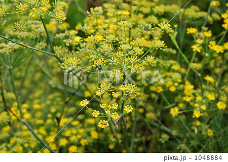 植物・フローレンスフェンネル　セリ科 1048884