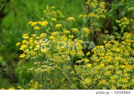 植物・フローレンスフェンネル　セリ科 1048886