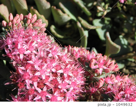ヒダカミセバヤ(日高見せばや) ヒダカミセバヤ(日高見せばや) 1049632