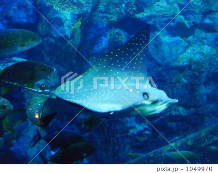 マンタ マンタ 1049970