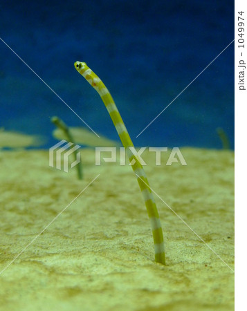 ちんあなご ちんあなご 1049974