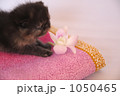 花と猫 1050465