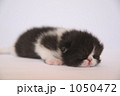 黒白の赤ちゃん猫 1050472