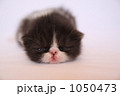 黒白の赤ちゃん猫 1050473