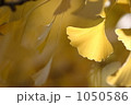 黄金色に輝くイチョウ 1050586