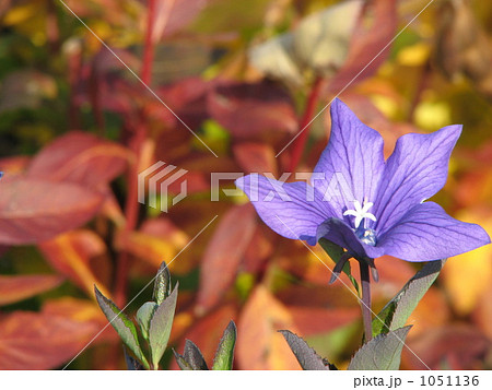 遅咲きのキキョウ 1051136