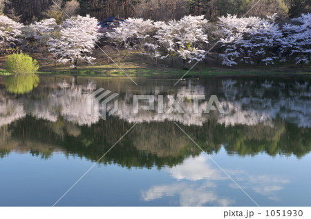 桜と湖 桜と湖 1051930