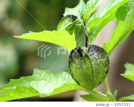 オオセンナリ(センナリホオズキ)の実 オオセンナリ(センナリホオズキ)の実 1052551