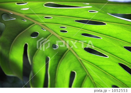 モンステラ 1052553