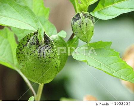 オオセンナリ（センナリホオズキ）の実 1052554
