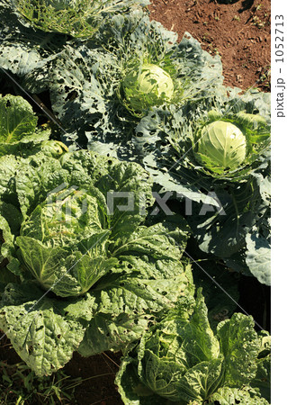 無農薬栽培のキャベツと白菜 1052713